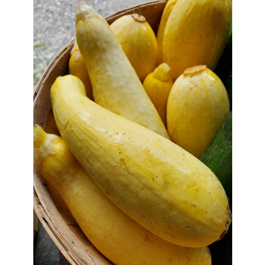 # Yellow Squash