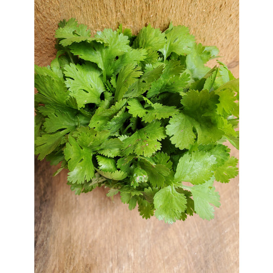 Cilantro, Organic, bunch