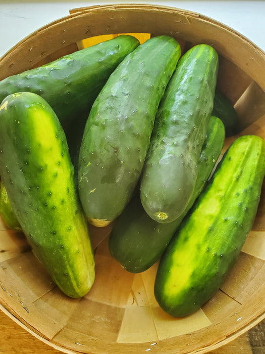 Cucumber, Slicing, each