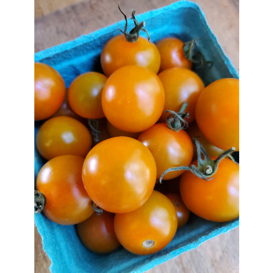 Cherry Tomatoes, Sungold, Pint