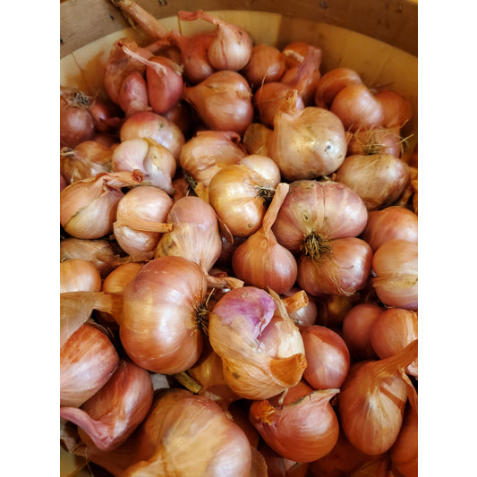 Shallots