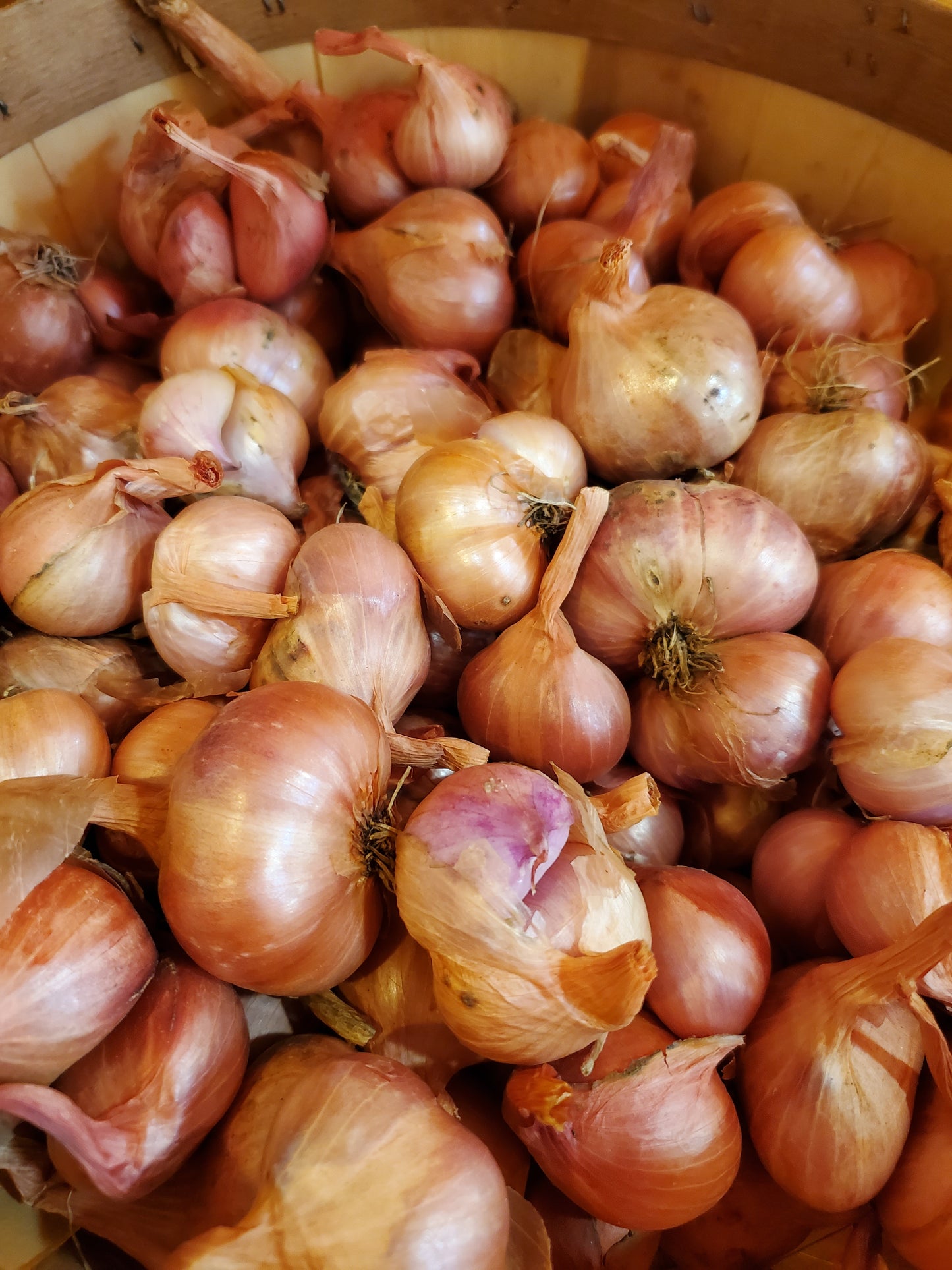 Shallots