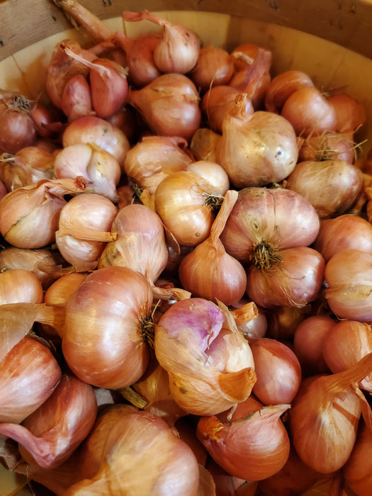 Shallots, each (or 2 small)