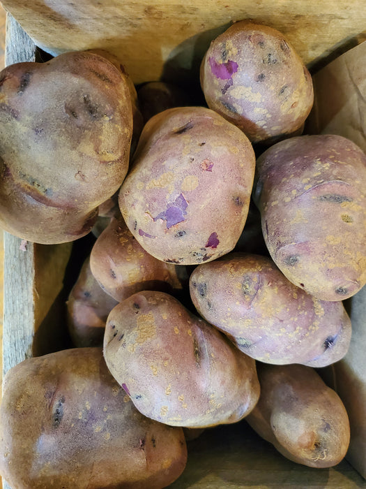 Potatoes, Large Adirondack Blue, each