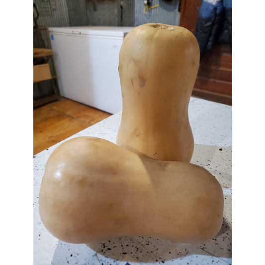 # Squash, Butternut