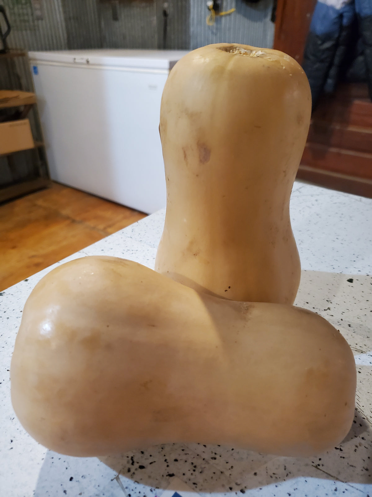 # Squash, Butternut