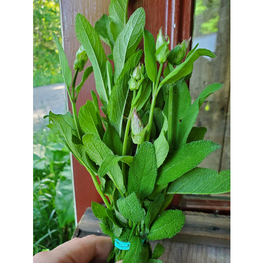 Sage, 1 bunch