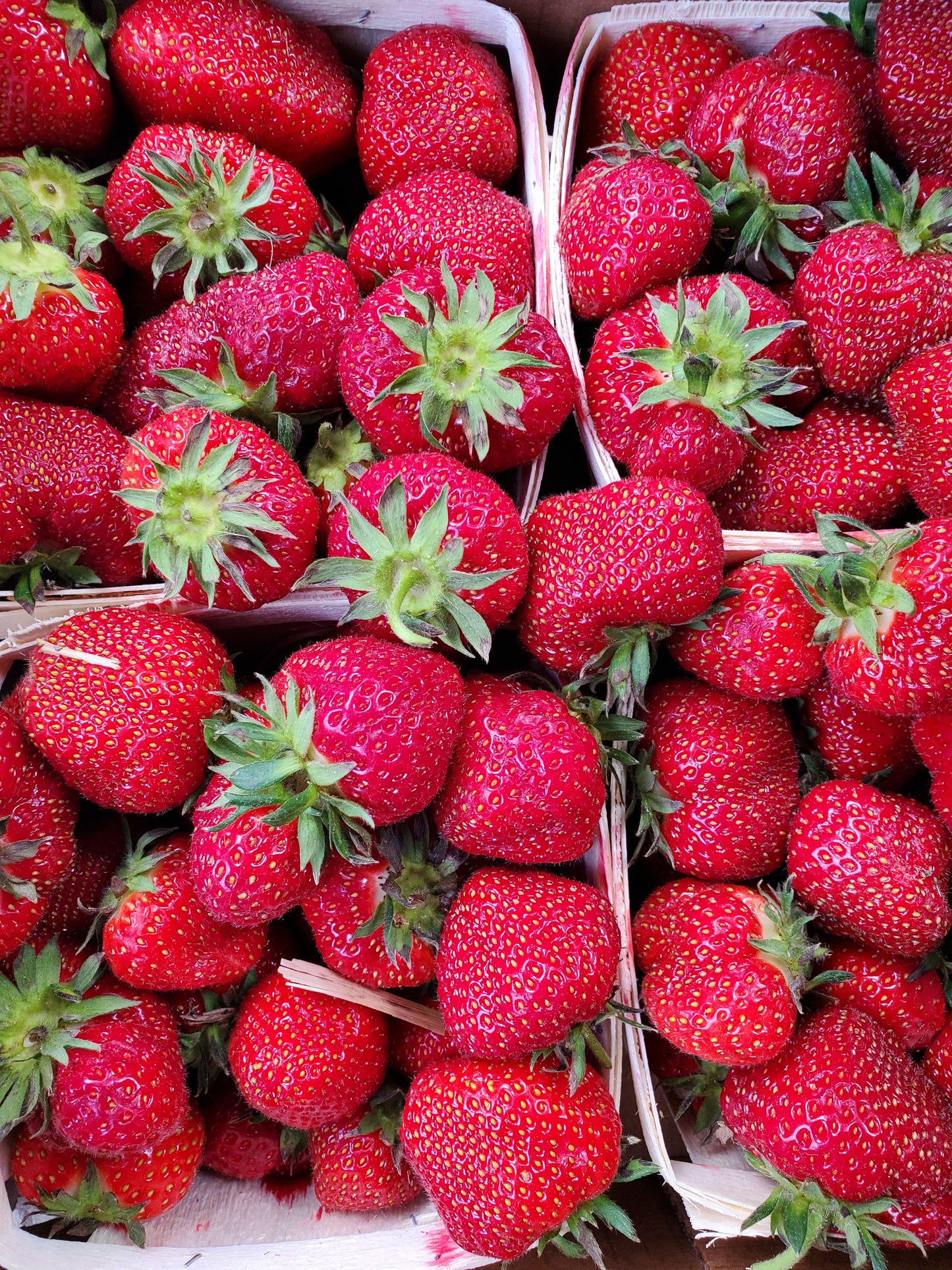 Strawberries, IPM, Quart