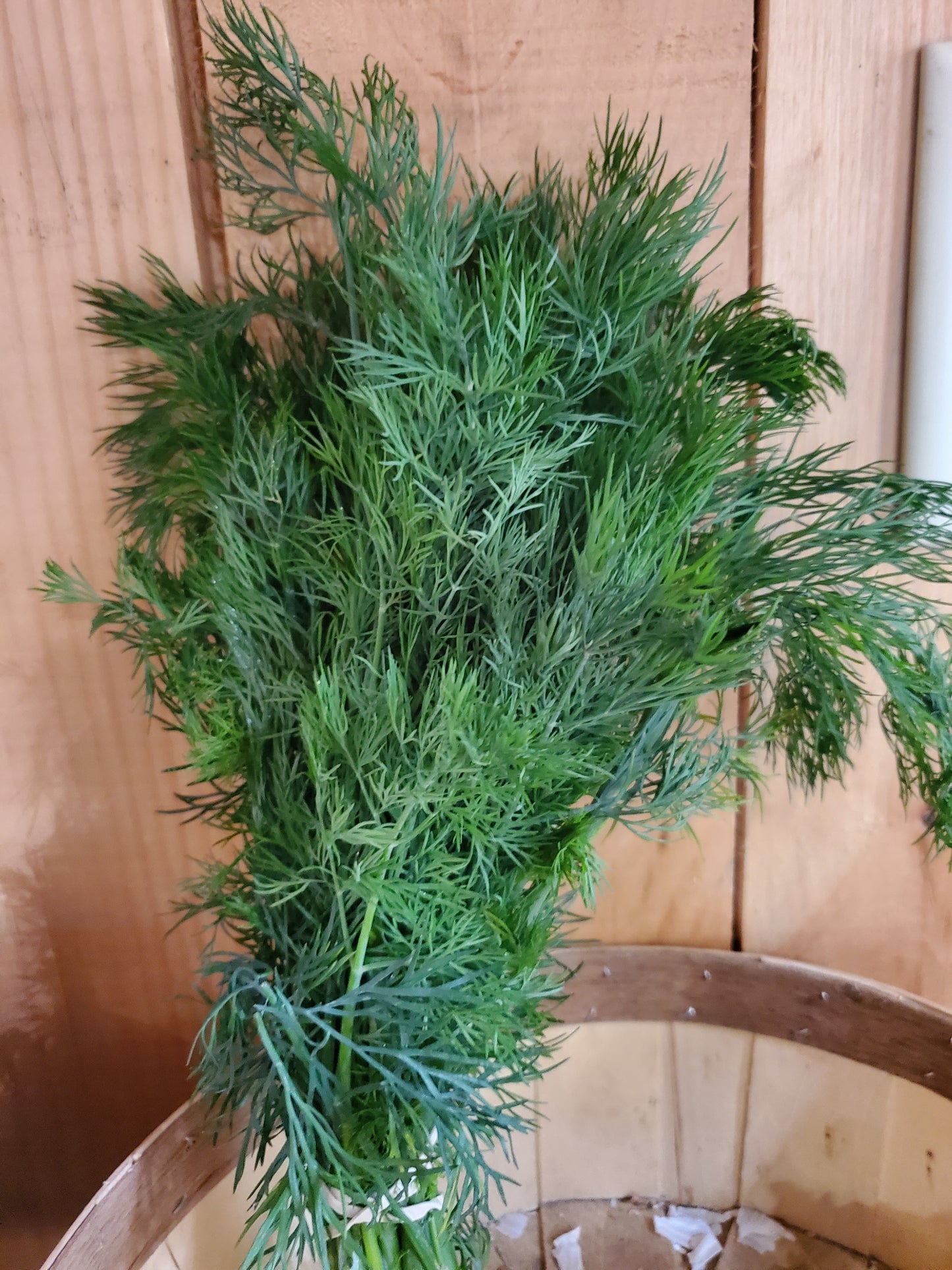 Dill, 1 bunch