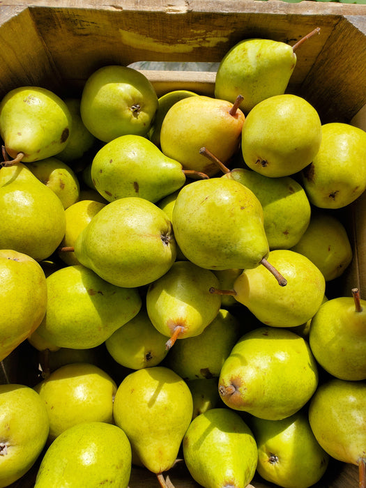 Pears, Bartlett, each