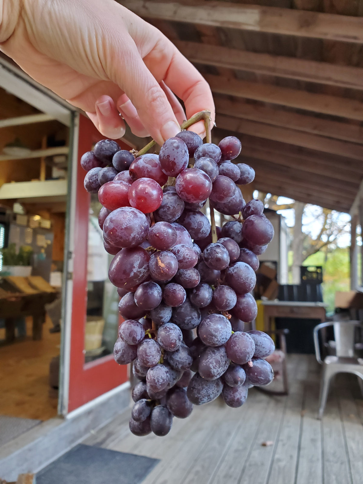 Grapes, Jupiter Seedless, 1/2 lb bag