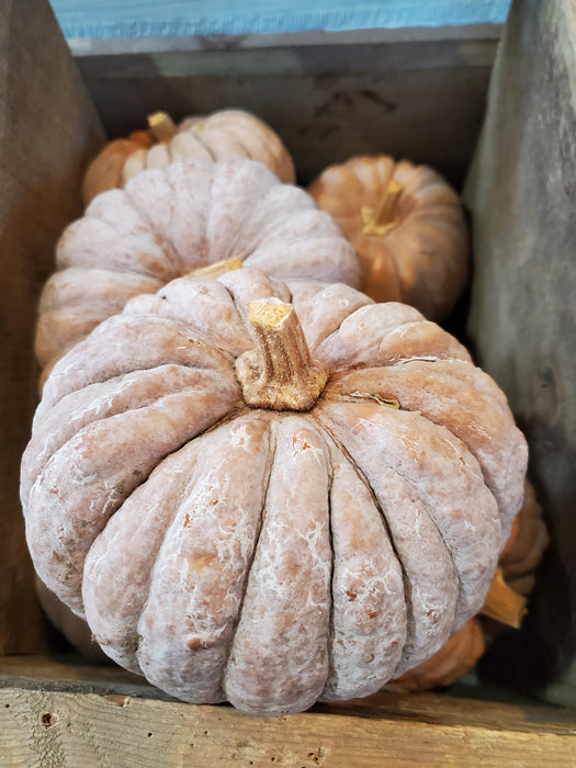 Squash, Black Futsu, each, approx 2.5 lbs