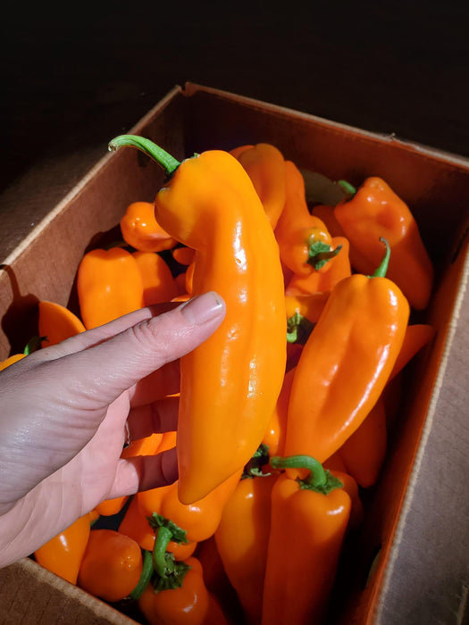 Peppers, Sweet Orange, Organic, Each