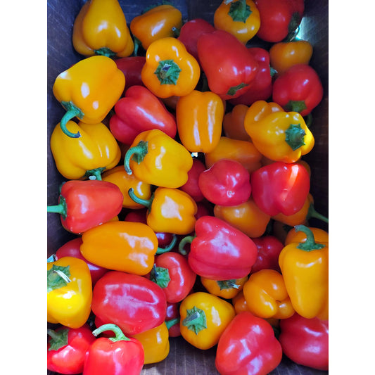 Peppers, Sweet Mini Snacking