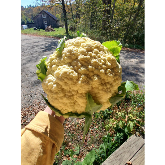 # Cauliflower