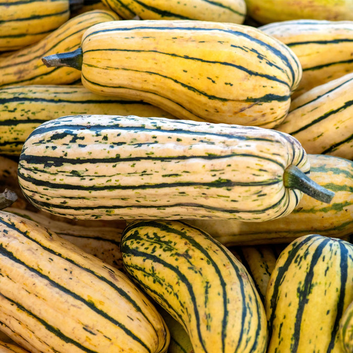 Squash, Delicata, Each, approx 1 lbs