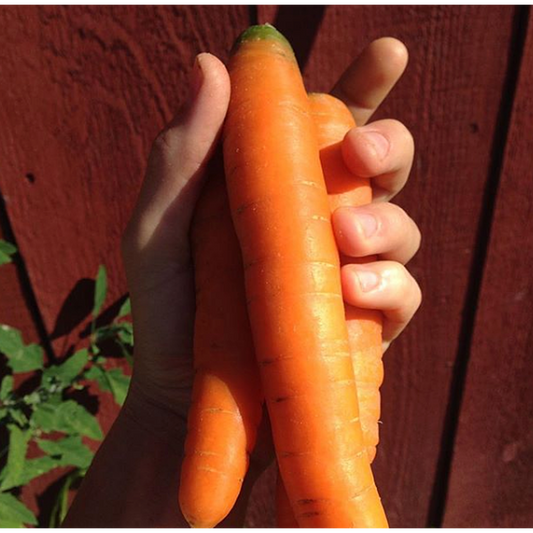 Carrots, Orange, 1 lb bag