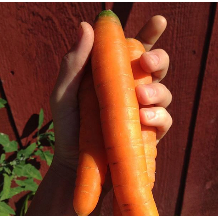 Carrots, Orange, 1 pound bag