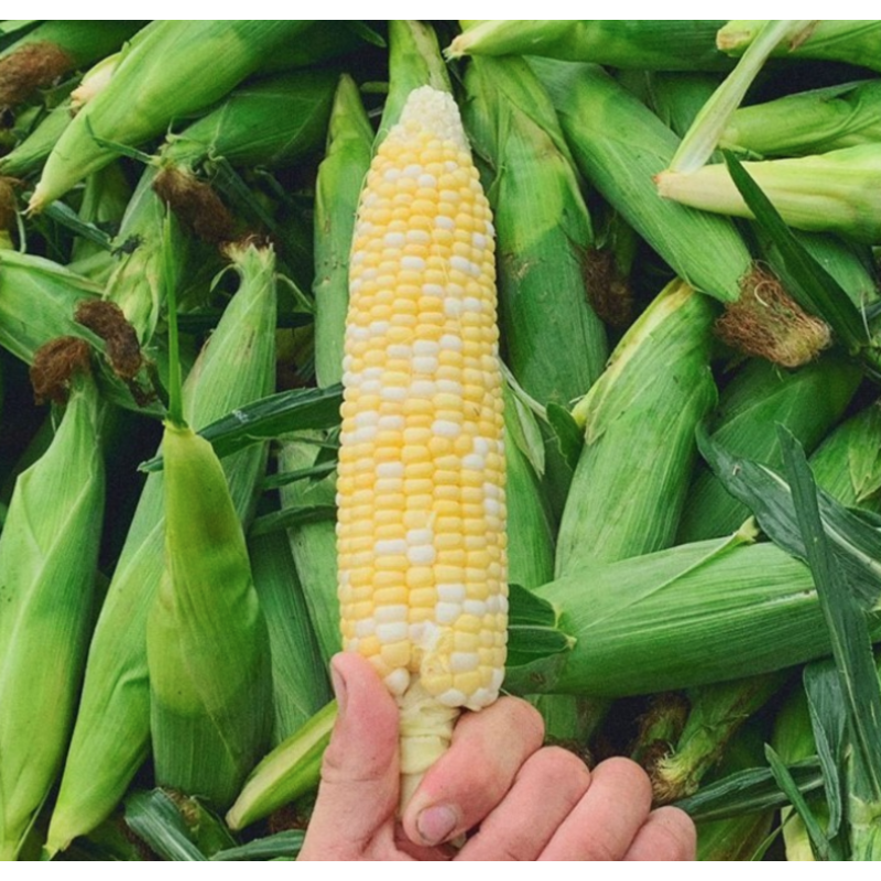 Corn, Sweet, Each