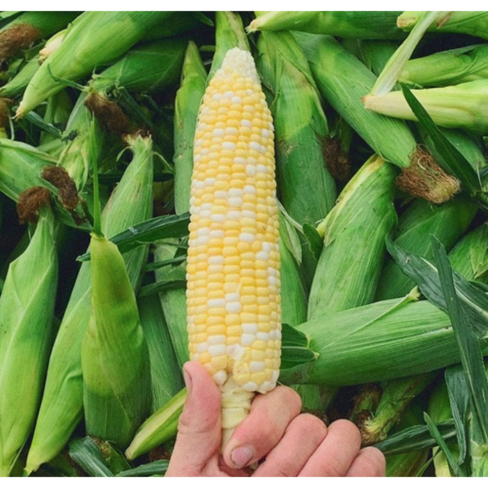 Corn, Sweet, Each