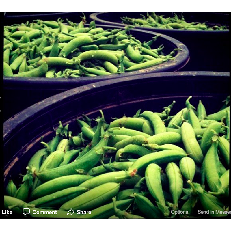 Peas, Sugar Snap, Half Pinnt