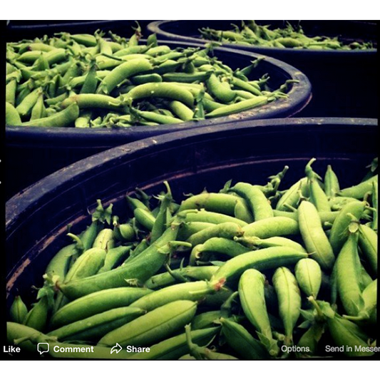 Peas, Sugar Snap, Half Pinnt