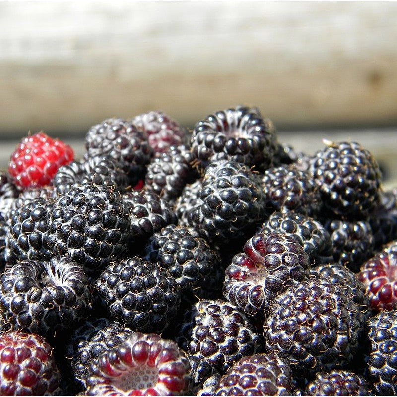 Black Raspberries, IPM, pint
