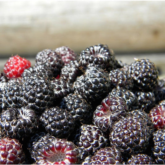 Black Raspberries, IPM, pint