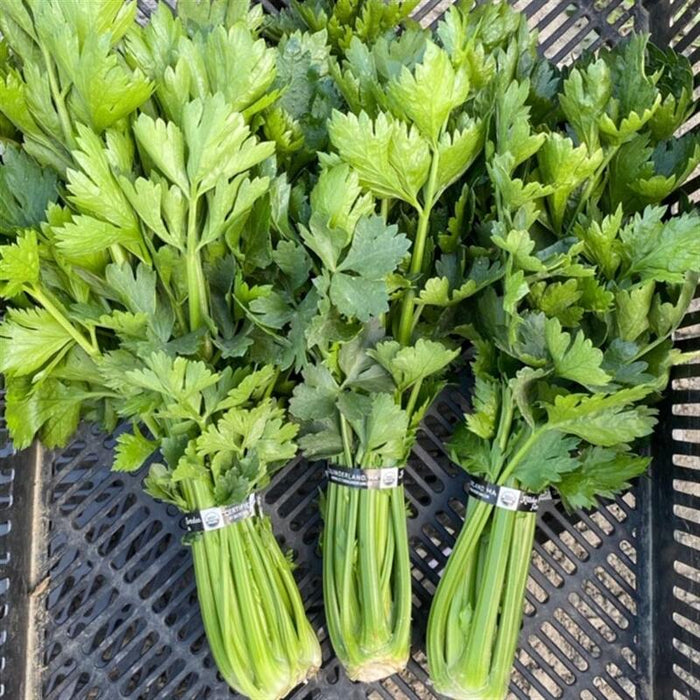 Celery, Organic, 1 bunch