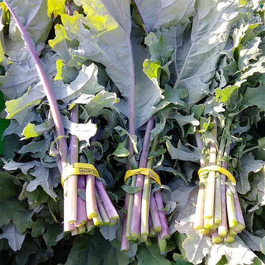Kale, Red Russian, bunch