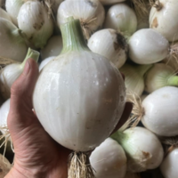 #  Onions, Fresh White, Organic