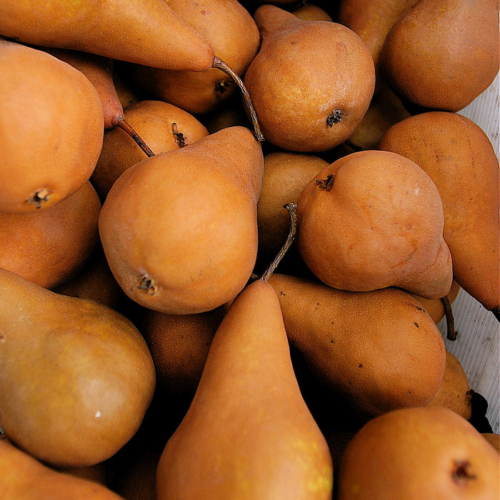 Pears, Bosc, IPM, Each