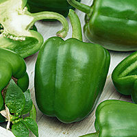 # Peppers, Green Bell, Organic