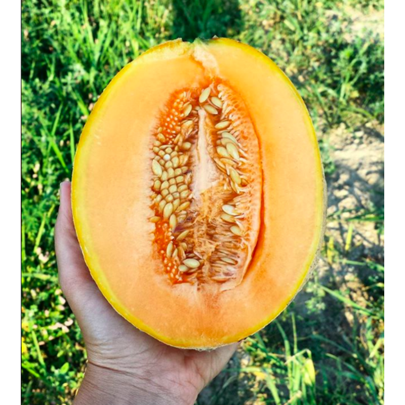 # Cantaloupe, Organic