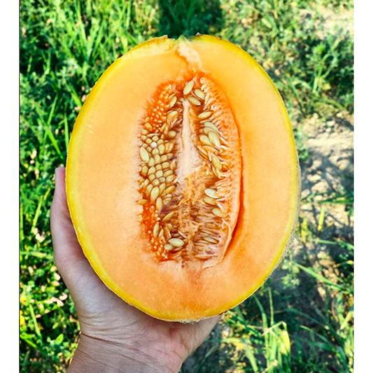# Cantaloupe, Organic