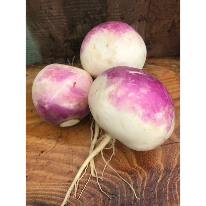 Turnip, Purple Top, 1 lb bag