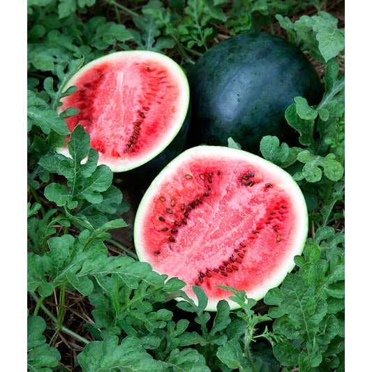 # Watermelon, Red, Organic