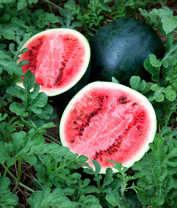 Watermelon, Organic, approx 6.5 lbs, each
