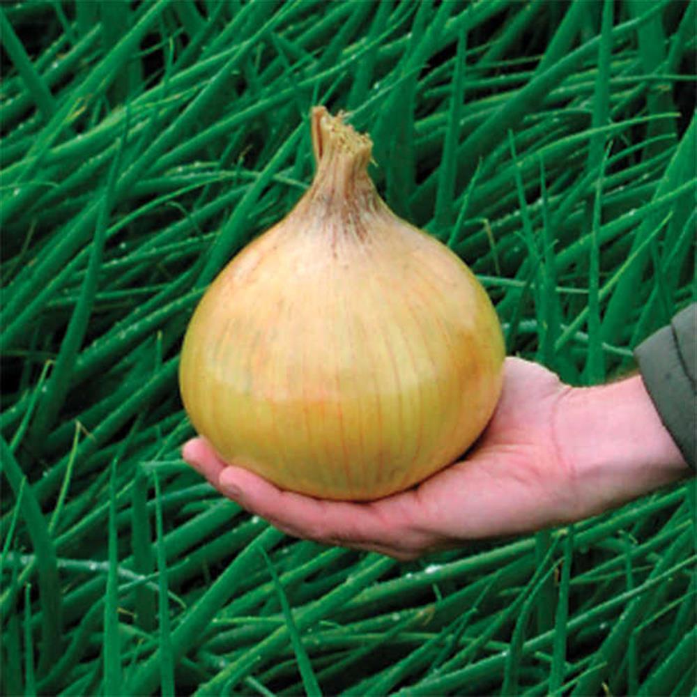 # Onions, Yellow Storage