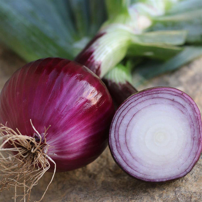 Onion, Red Storage, Each