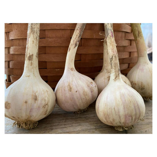 # Garlic