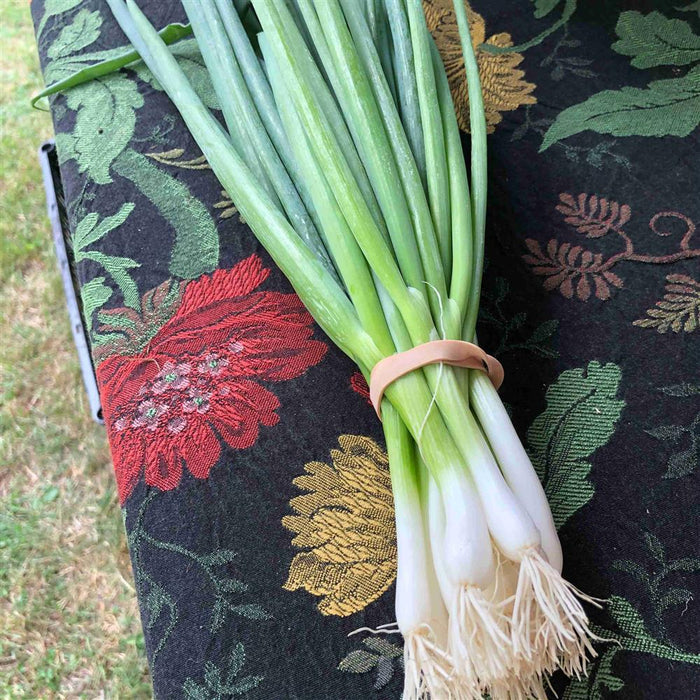 Scallions, bunch