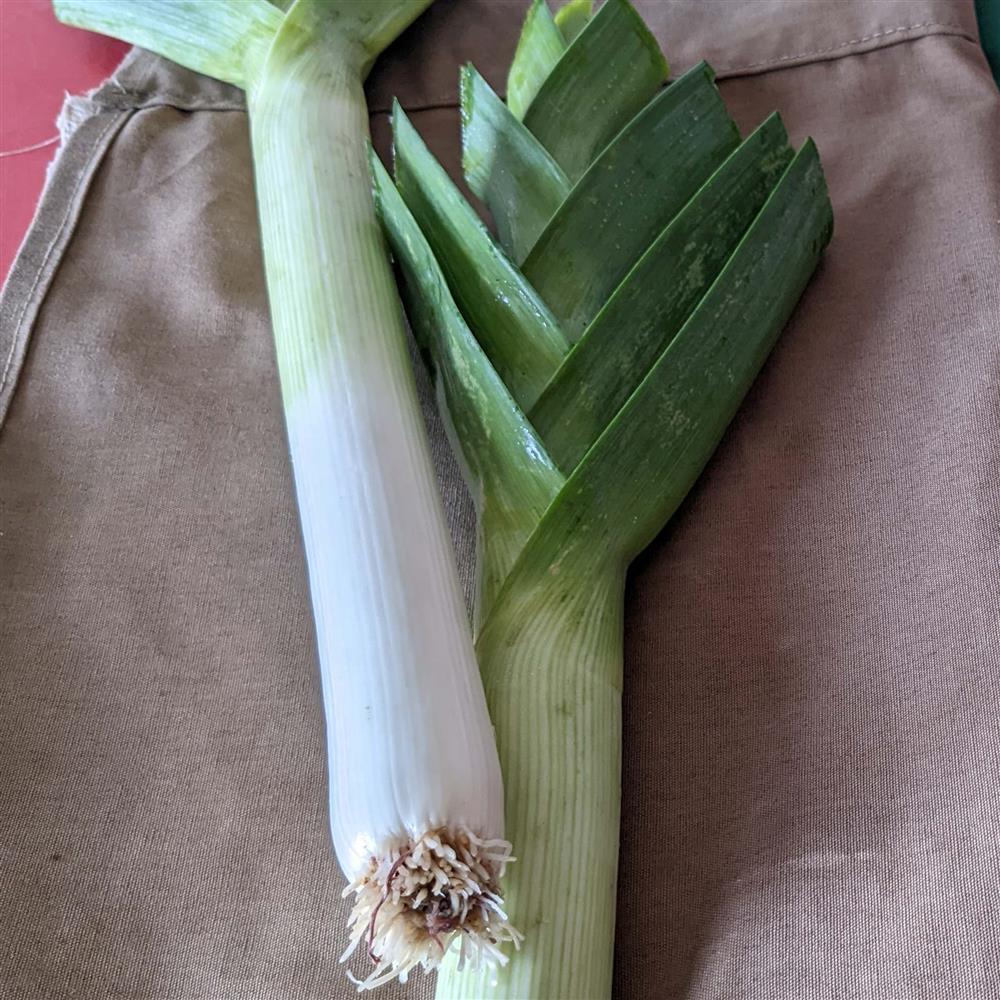 Leeks, bunch