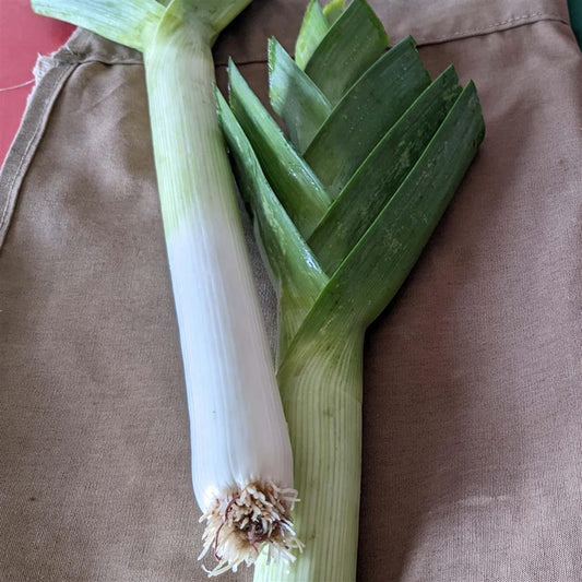 Leeks, bunch