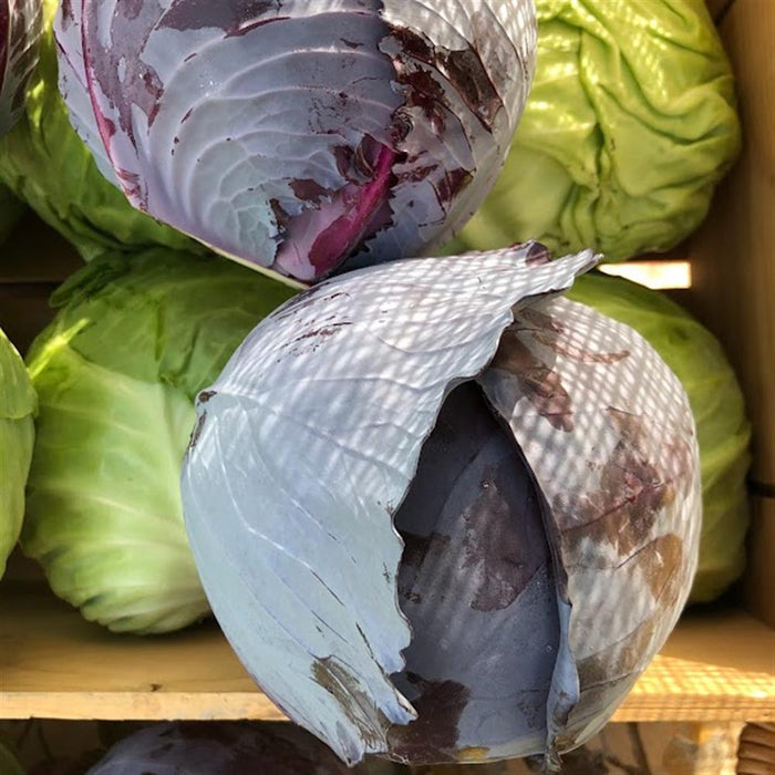 Red Cabbage, Each, Large, over 2 pounds